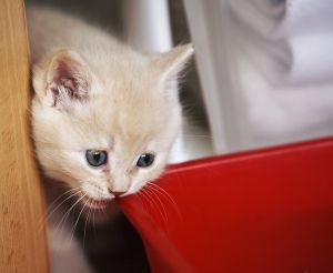 As accustomed to dry food kitten