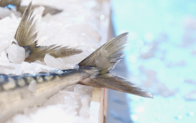 How to fillet a mackerel