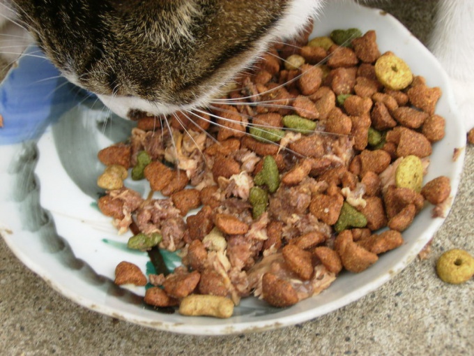 Как приучить <b>кота</b> к еде