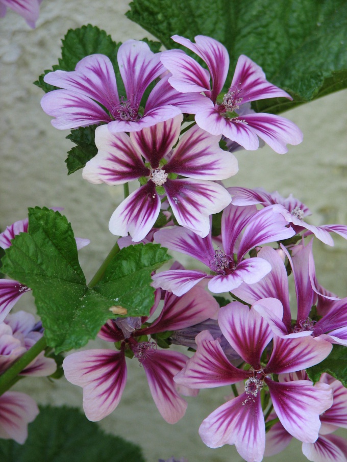 The large flowers of the mallow - decoration of front garden