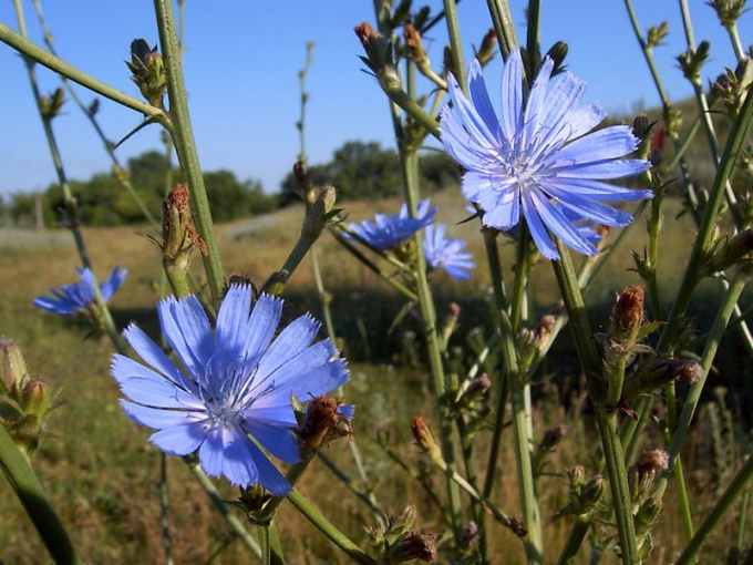 Blooming chicory is a good honey plant