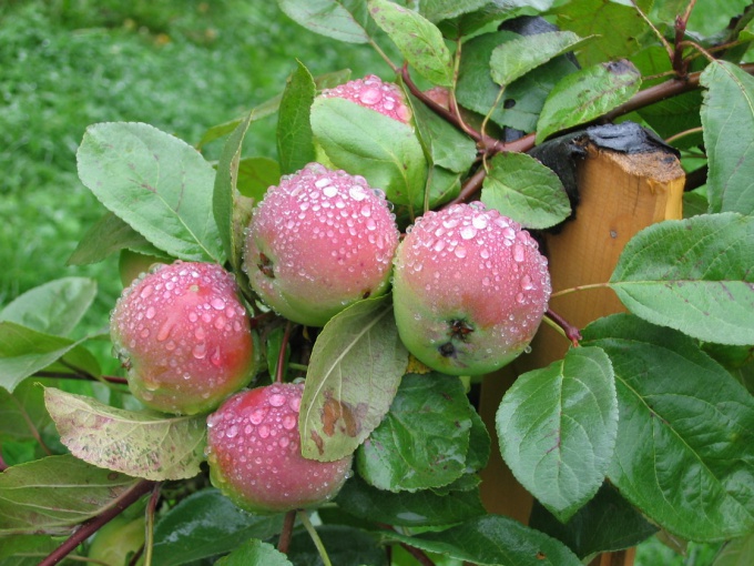 A good Apple harvest can only be obtained with adequate fertilizer trees