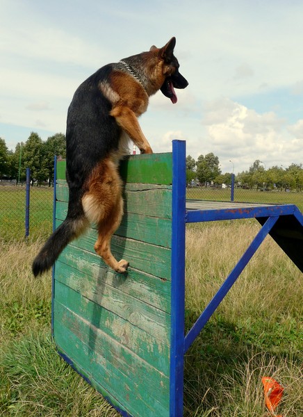 How to teach <strong>puppy</strong> <b>commands</b>