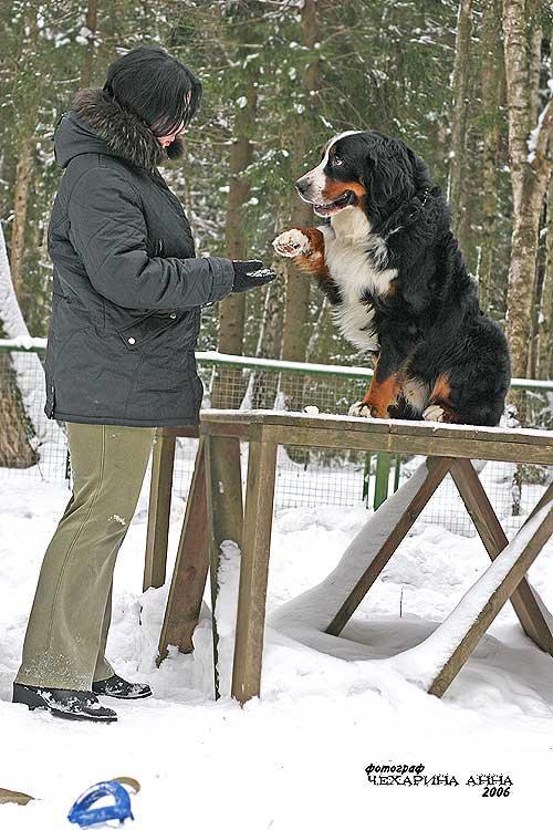 How to teach <strong>puppy</strong> <b>commands</b>