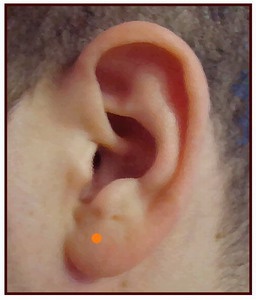 How to pierce <b>child</b> <strong>ears</strong>