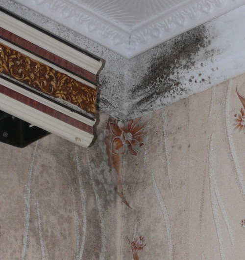 How to eliminate mold
