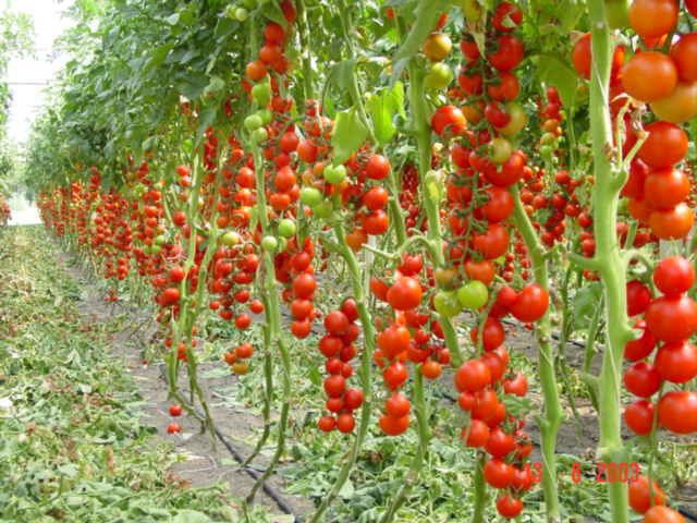 Как подготовить семена томата к посадке