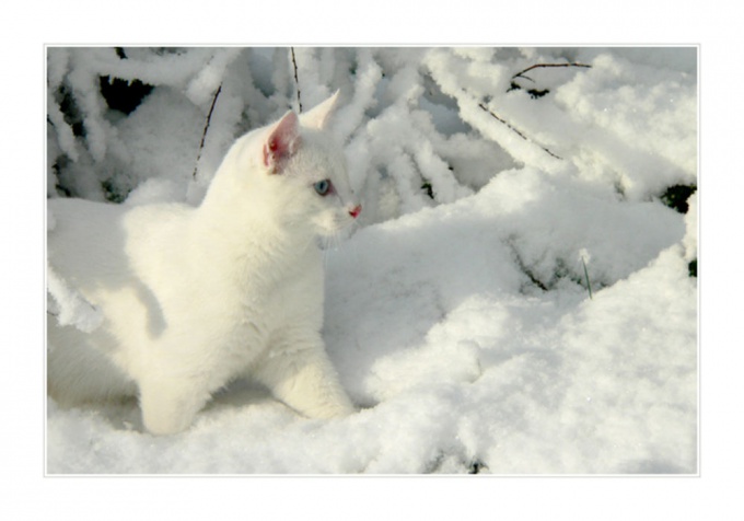 How to name <strong>white</strong> <b>cat</b>