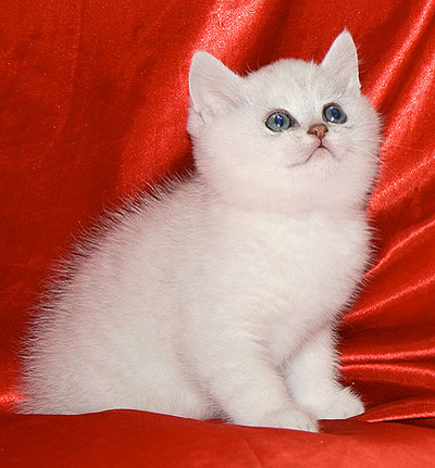 How to name <strong>white</strong> <b>cat</b>