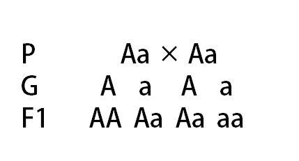 Р - родители;G - гаметы; F1 - потомство.