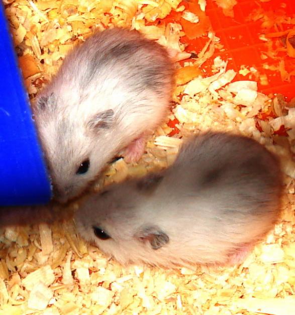 How to determine <strong>pregnancy</strong> <b>hamster</b>