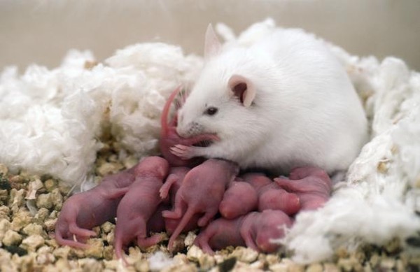 How to determine <strong>pregnancy</strong> <b>hamster</b>