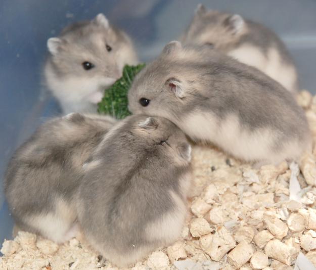 How to determine <strong>pregnancy</strong> <b>hamster</b>