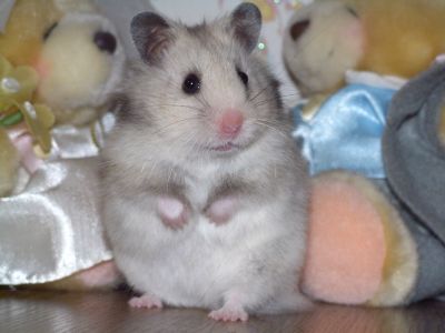 How to determine pregnancy hamster