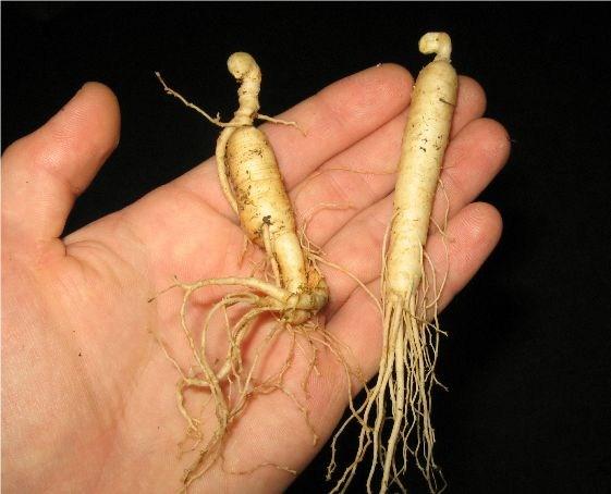 How to take ginseng