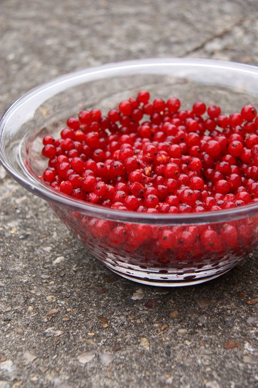 How to prepare red currants