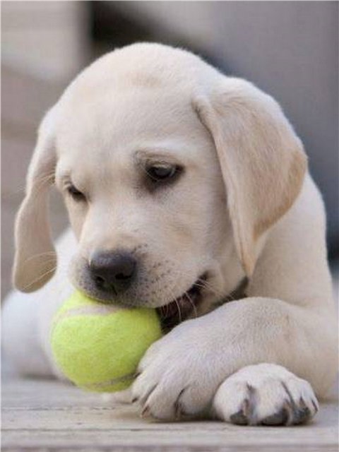 How to raise a Labrador puppy