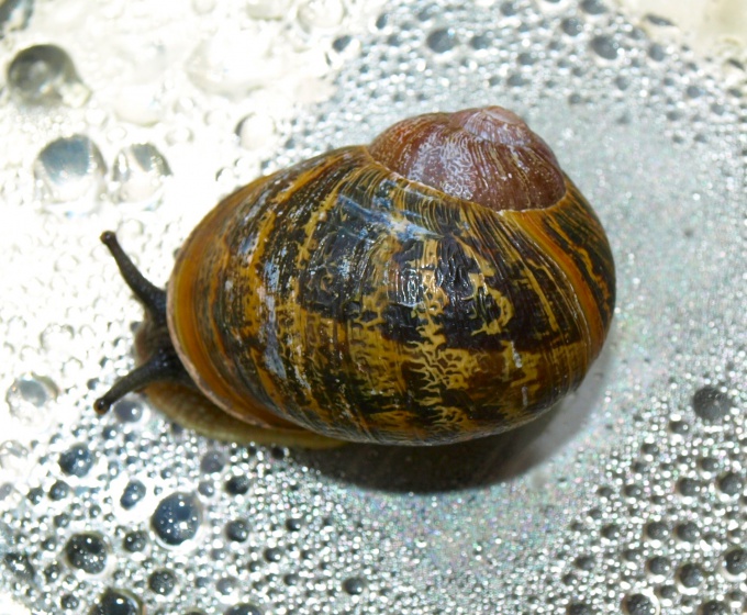 Snails are needed not only food, but also high humidity