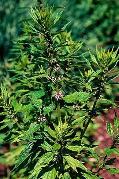 motherwort five-blade