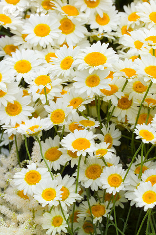 How to drink chamomile