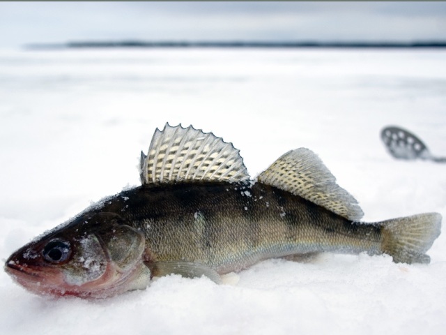 Walleye meat is a dietary product