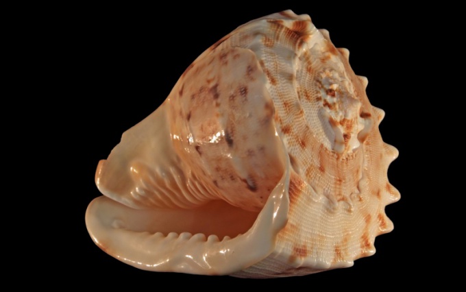 How to clean a seashell