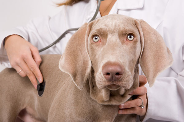 How to fill out a veterinary certificate
