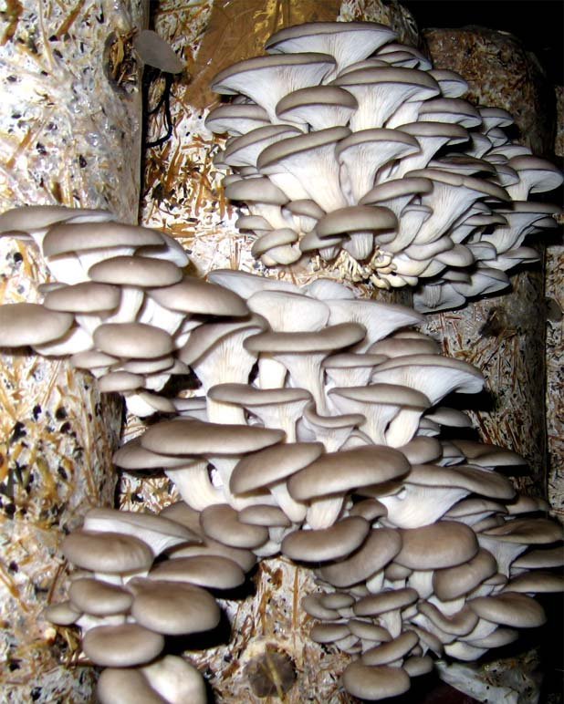 How to grow oyster mushroom mycelium