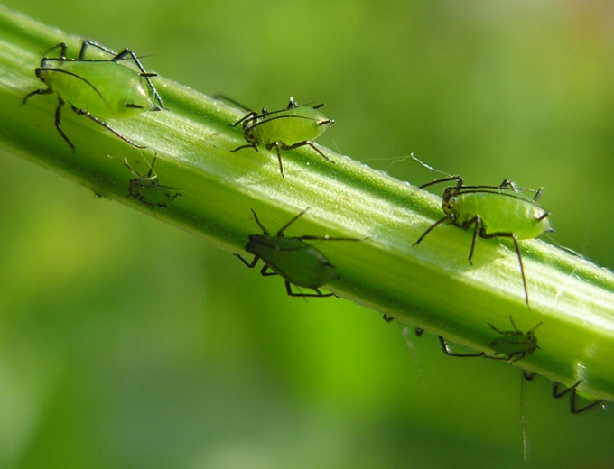 How to get rid of aphids on plants