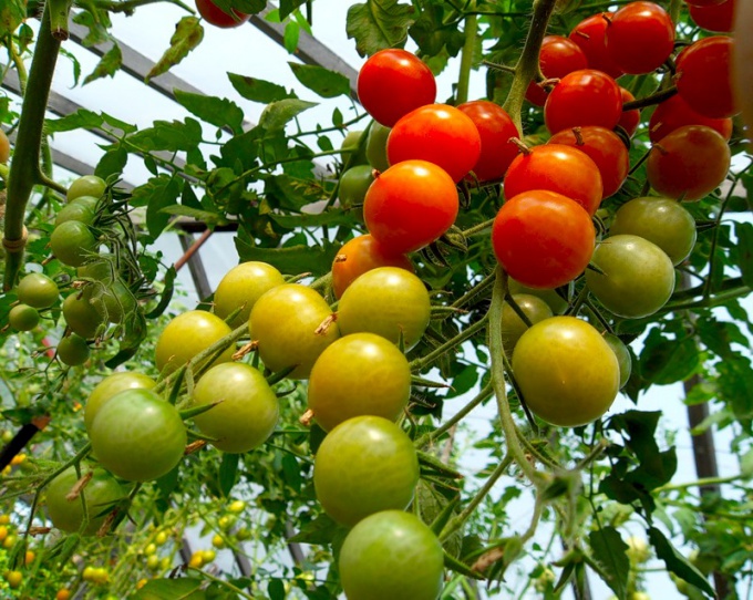 Как выращивать томаты в теплице