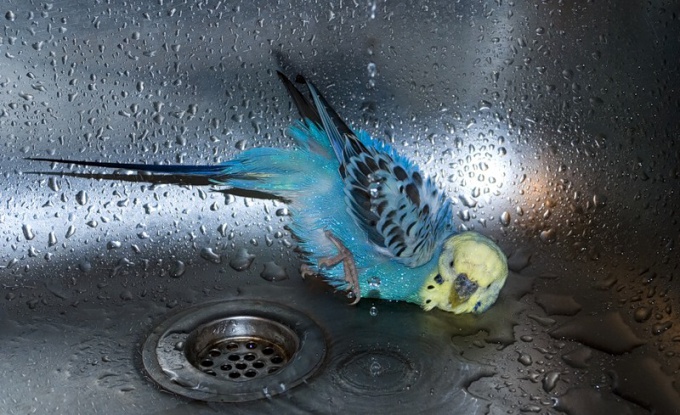 How to wash a parrot