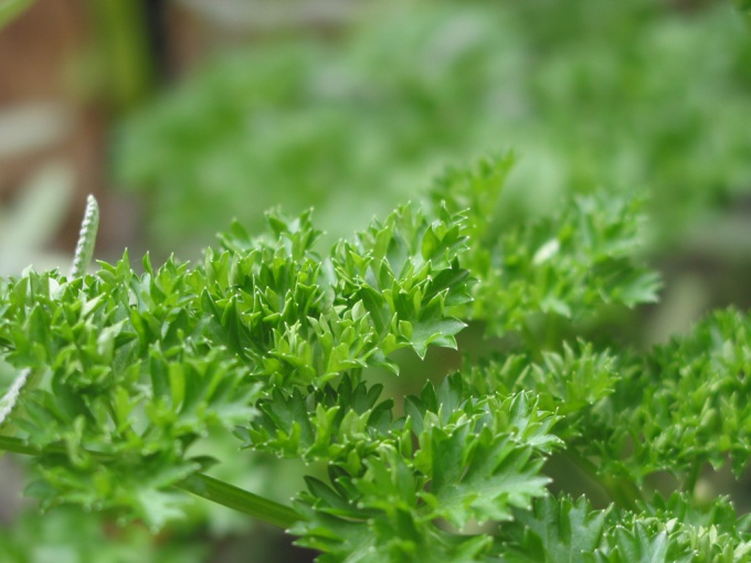 How to preserve fresh herbs