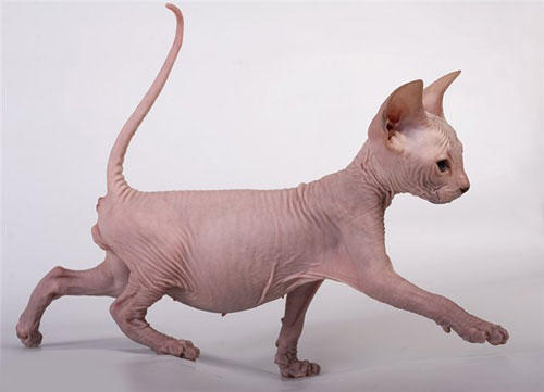 Don Sphynx