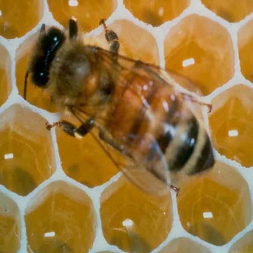 можно ли заводить пчел в июле