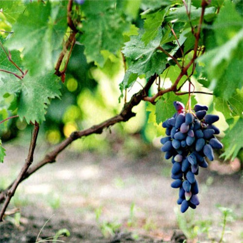 Как прорастить виноград