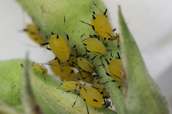 How to get rid of aphids on indoor plants