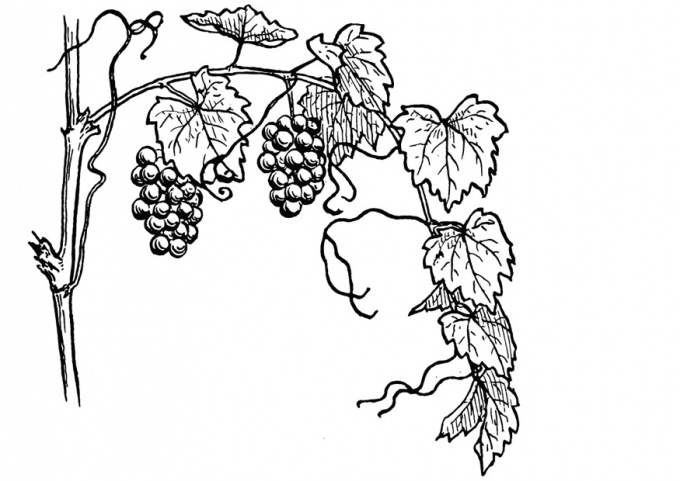 Как рисовать виноград