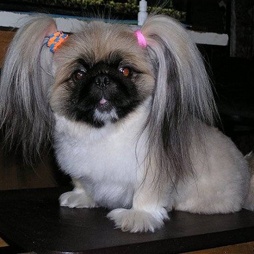 How to cut Pekingese