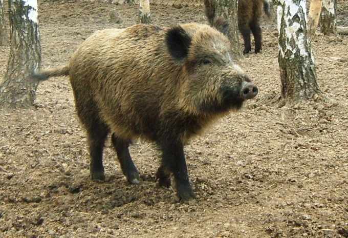 How to lure a boar
