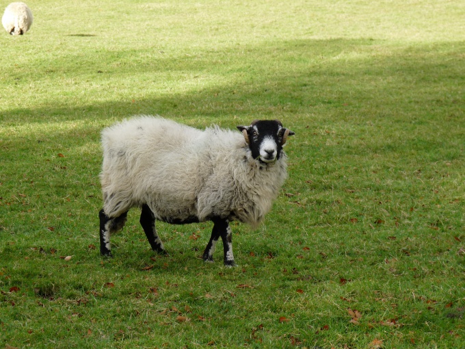 The smell of meat is directly related to age sheep