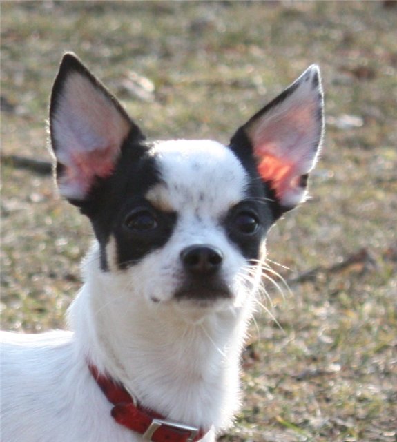 How to put ears Chihuahua