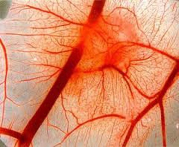 How to restore blood vessels