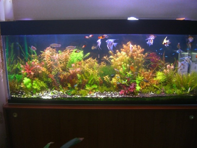 How to disinfect aquarium