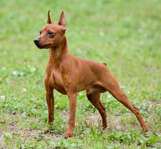 How to name the Pinscher