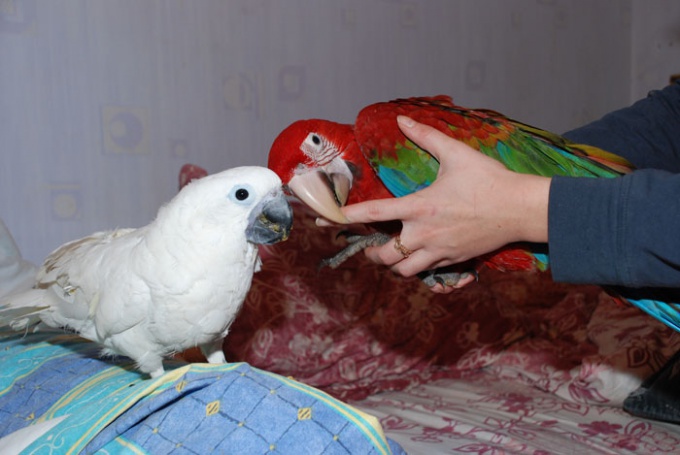 Как сделать попугая ручным