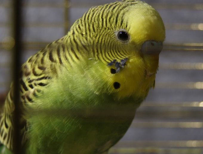 How to drive a parrot in a cage