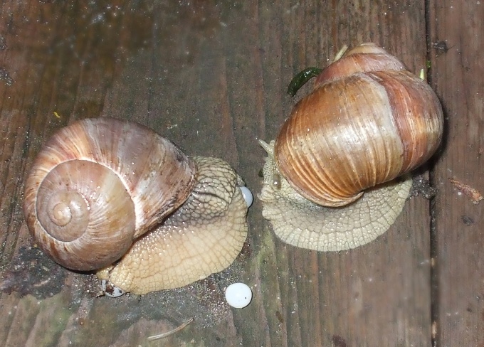 How to breed snails