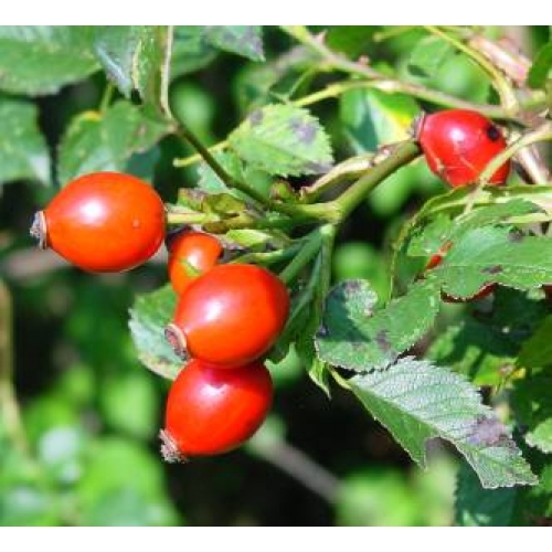 How to make a decoction of rose hips