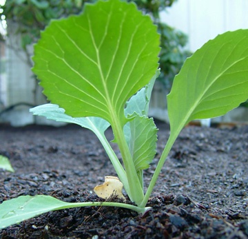 How to grow early cabbage