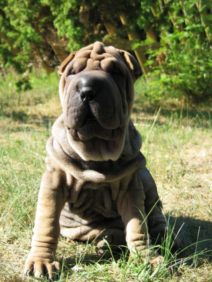 How to feed a Shar Pei puppy